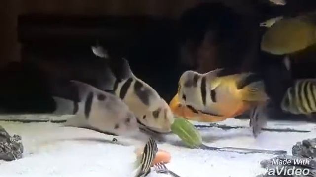 Panda Uaru Fernandezyepezi смотреть онлайн