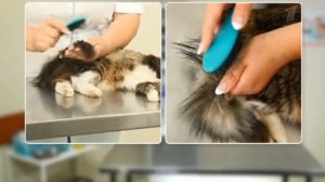 Полезные Советы Как вычесать колтуны у кошки