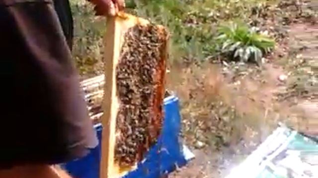 16 августа 2015г осмотр карпатской семьи перед откачкой медаизначально 2храм с червой и пчелами и смотреть онлайн