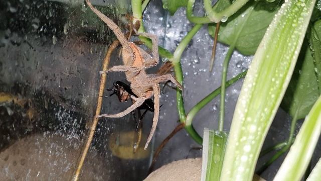 Brazilian Wandering Spider feeding / Brasilianische Wanderspinne Fütterung / Phoneutria смотреть онлайн