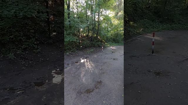 Кот и грибы смотреть онлайн