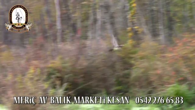 LUCKY DUCK HD смотреть онлайн