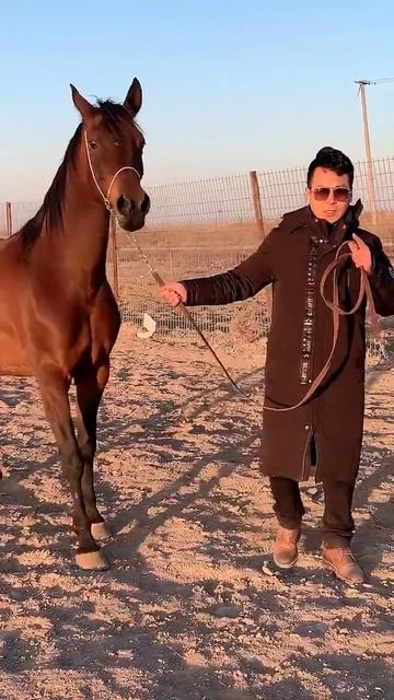 Horse mating cute - Most breeding horse смотреть онлайн