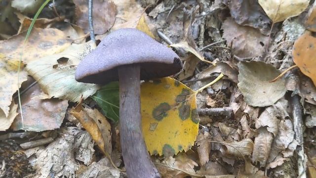 Гриби павутинники - гриби з павутинистими залишками часткового покривала. смотреть онлайн