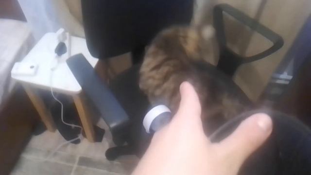 Котик Летов опять балуется с машиной времени! смотреть онлайн