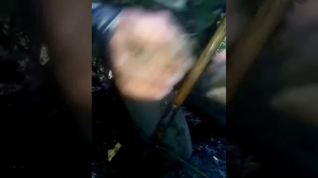 Il cane che cerca tartufi(1) смотреть онлайн