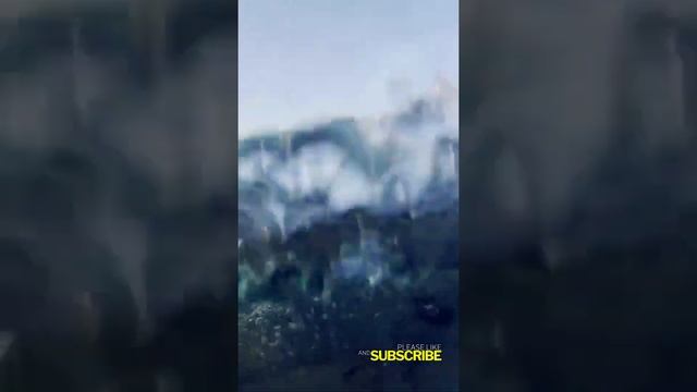 The Great White Shark a force to be reckoned with! (Short Version) смотреть онлайн