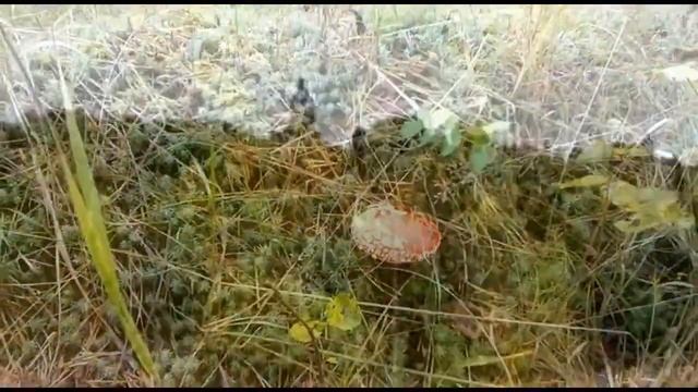 Прогулка по осеннему лесу. Собираем и маринуем грибы)))