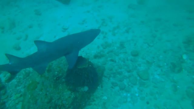 Aliwal Shoal смотреть онлайн