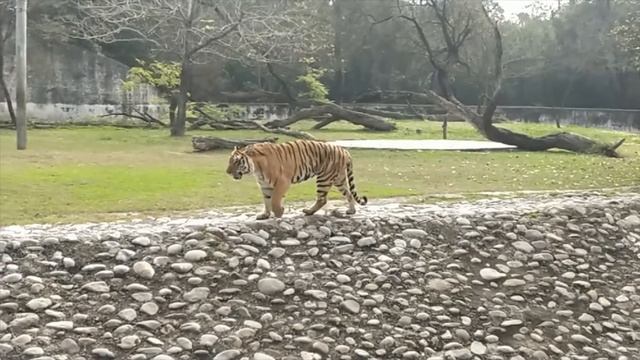 Best Tiger Roar Video । Tiger Sound Effect । TAd Turtle Tv