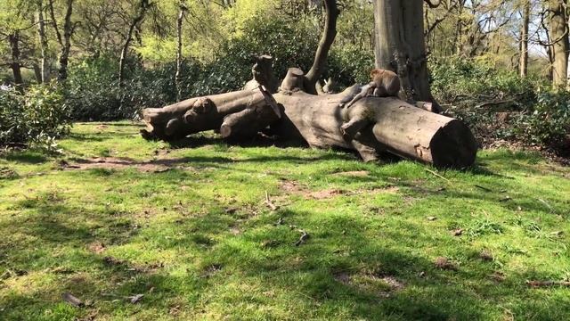 Monkey Forest Trentham UK - Barbary Macaques Monkeys смотреть онлайн