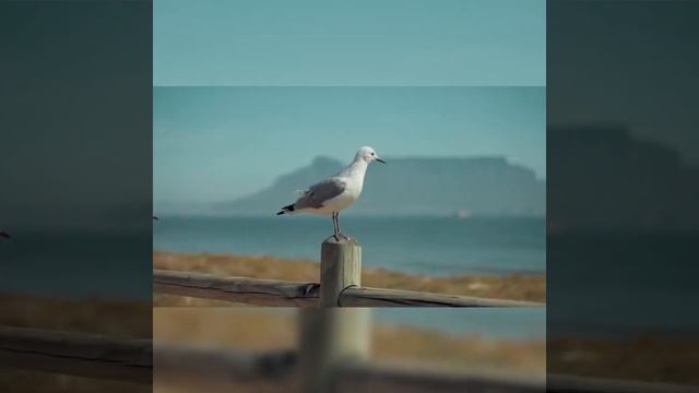 Туған жер туралы өлең.             #өлең #жыр #қазақстан #ақын #поэзия #туғанжер  #қазақелі #талант