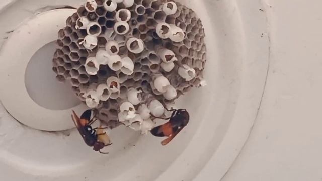 horrifying insect ॥ entomology🥺।vespa tropica (a monstar)☠️ which eats indian yellow wasp larva । смотреть онлайн