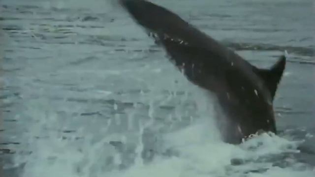 10,000 Candles in the Wind - Fungie the Dolphin Memorail Song смотреть онлайн