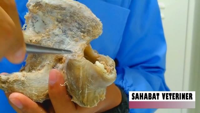 ANATOMI VETERINER 1 _OSSA. VERTEBRAE PART 1_sahabatveteriner#3 смотреть онлайн