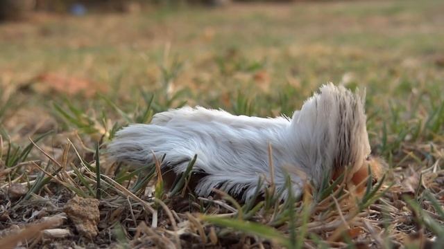 Megalopyge opercularis caterpillar смотреть онлайн