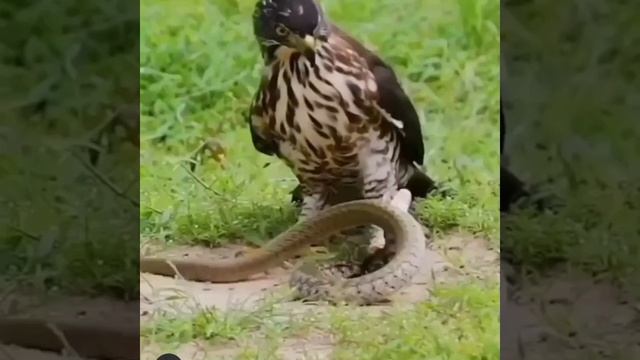 🔥🔥King of Bird #Hawk hunting #new #short video🔥🔥❤️ смотреть онлайн