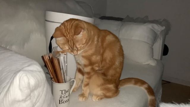 ВЛОГ ИЗ ГЕРМАНИИ/ГРИБЫ В СЛИВОЧНОМ СОУСЕ/КАПУСТА СОЛЁНАЯ/МОЯ ТИГРАЦИЯ😻#жизньвгермании#