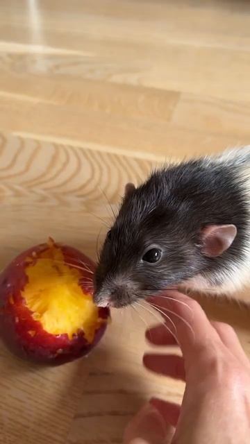 Умные крысы на диете #rat #animal #крысы смотреть онлайн