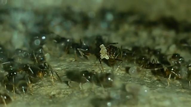 "Formiga louca" Paratrechina sp смотреть онлайн