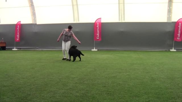 Дебют-HTM - Алещенкова Елена и лабрадор REAL PERSON BEYONCE смотреть онлайн