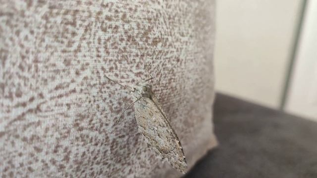 Evdeki Özel Misafirim.(Hipparchia statilinus / Ağaç Karameleği / Tree Grayling) смотреть онлайн
