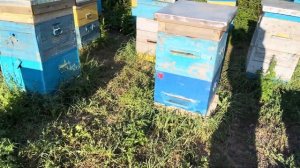 Работы на пасеке с пчёлами в июне