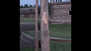 Застрелили медведя