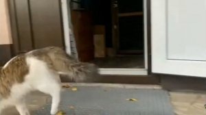 песня школа котов видео не моё автор @anykadavaika #школа #котов #котики #А_ну-ка_Давай-ка