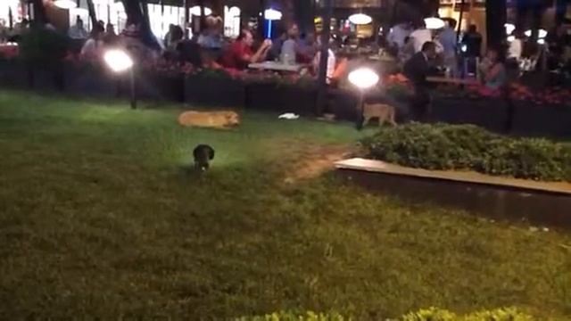 Кошка и собака смотреть онлайн