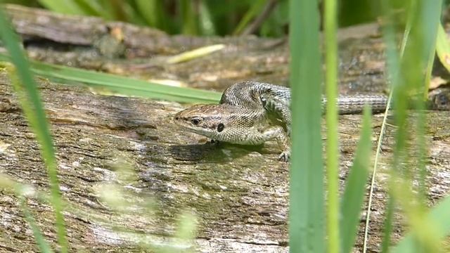 Levendbarende Hagedis, Viviparous Lizard