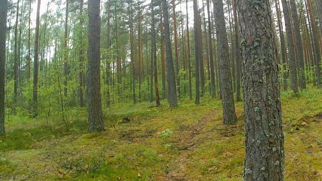 Сходил в лес посмотрел грибы после первых серьезных дождей смотреть онлайн