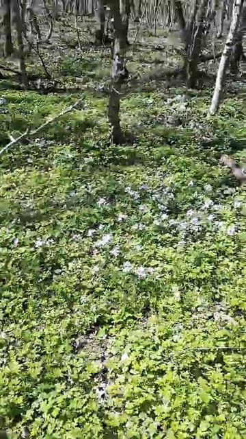 Апрельский лес в Новороссийске.