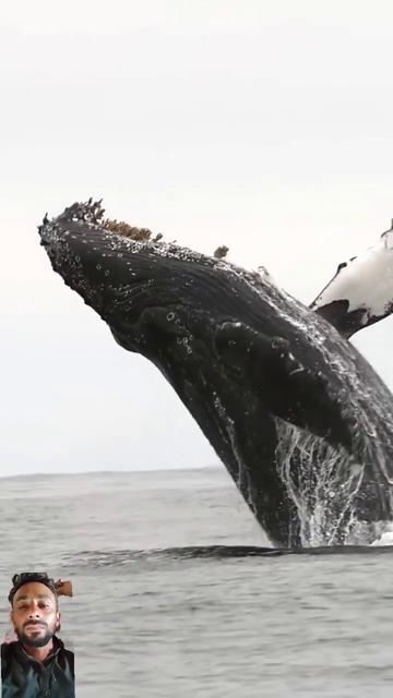 wow #myshortslink #myshorts #big #ocean #whalewatching #wildlife #whaleshark #dolphin #whalefish смотреть онлайн
