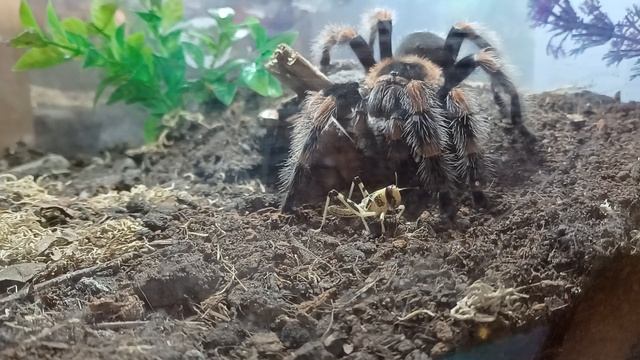 Brachypelma hamorii on a hunger prowl смотреть онлайн