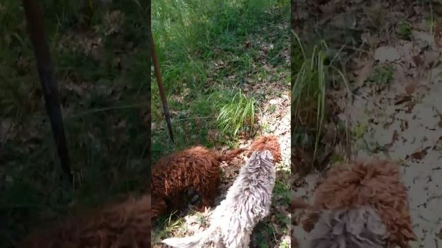 Laggoto Romagnolo Greece Truffle Training смотреть онлайн