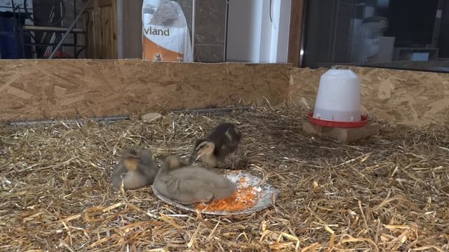 08.12.2018. Every baby gets attention. Everything is important. Always!!! ;) смотреть онлайн