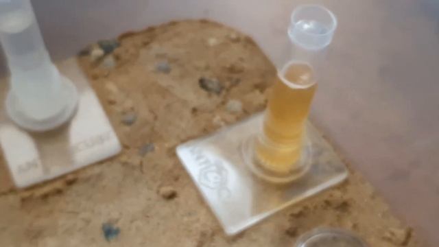 Tetramorium sp. - Die Kolonie wächst und wächst... смотреть онлайн