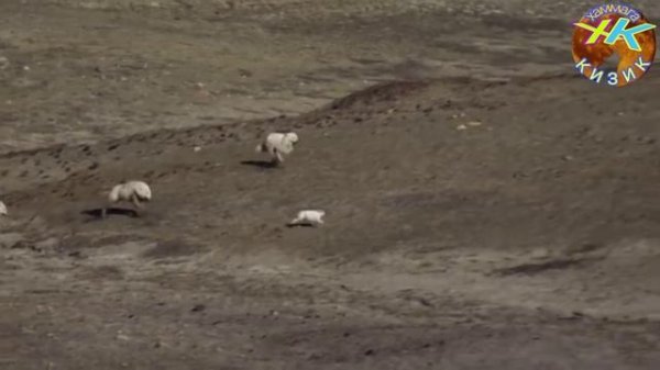 Йирткич Хайвонлар Арктика бурилари полярний бурилар #йирткичлар