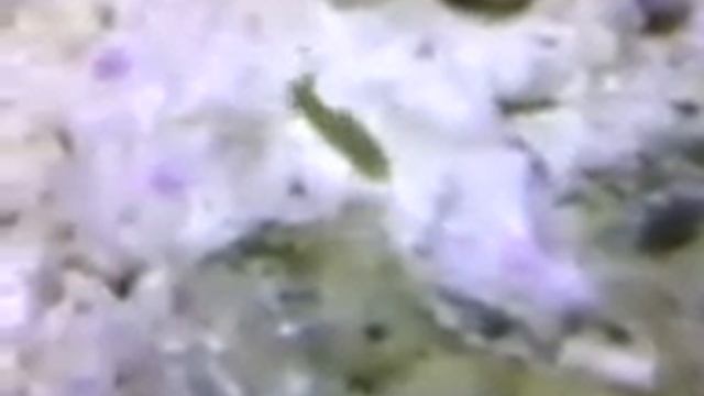 seehase смотреть онлайн