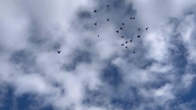 (23.06.2022) Полёты бакинских голубей смотреть онлайн