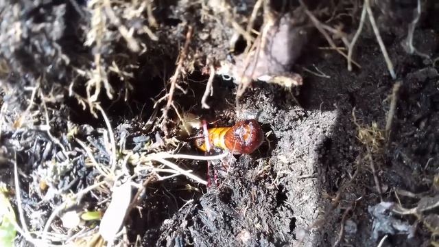 Yarchagumba Alive in Manang - Nepal (FULL HD) смотреть онлайн