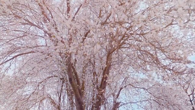 Ольга Збарская. Поэзия. Кружева смотреть онлайн