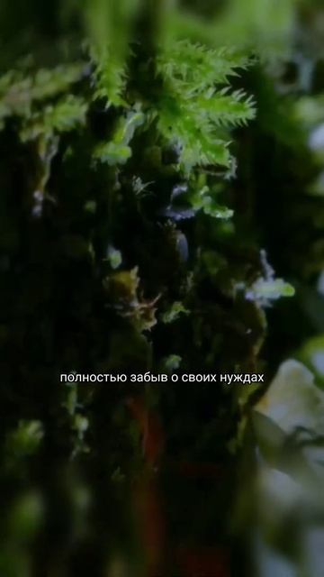 Муравей зомби смотреть онлайн
