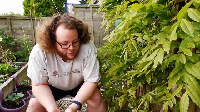 Moth trapping: Focus on the Lime Hawk смотреть онлайн