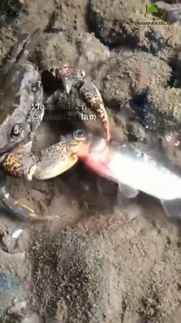 Allah's creation .Crab Attack on Fish #viral #share смотреть онлайн