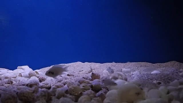 Neolampr.Brichardi,Neolamprologus Multifasciatus,Ophthamotilapia Ventralis & Synodontis Petricola смотреть онлайн
