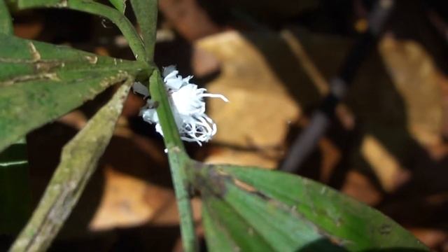 immature Fulgorid Planthopper смотреть онлайн