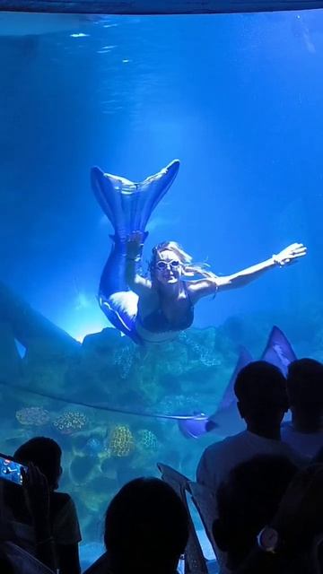 Ядовитый скат орляк внезапно и очень неожиданно появился. Русалка профессионально среагировала смотреть онлайн