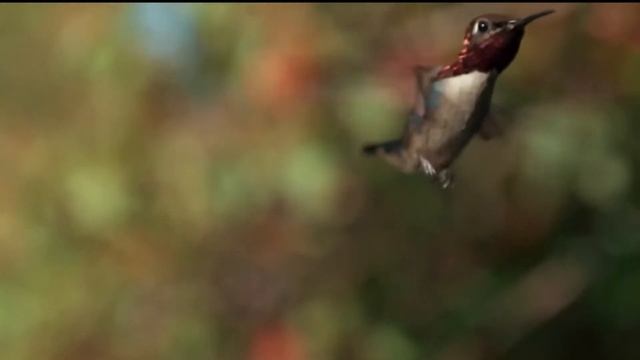 07 Smallest Animals In The World | دنیا میں موجود سب سے چھوٹے جانور | FouncyFacts смотреть онлайн